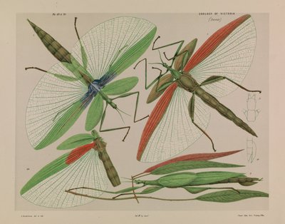 Roodgeschouderde wandelende tak, Tropidoderus rhodomus door Arthur Bartholomew